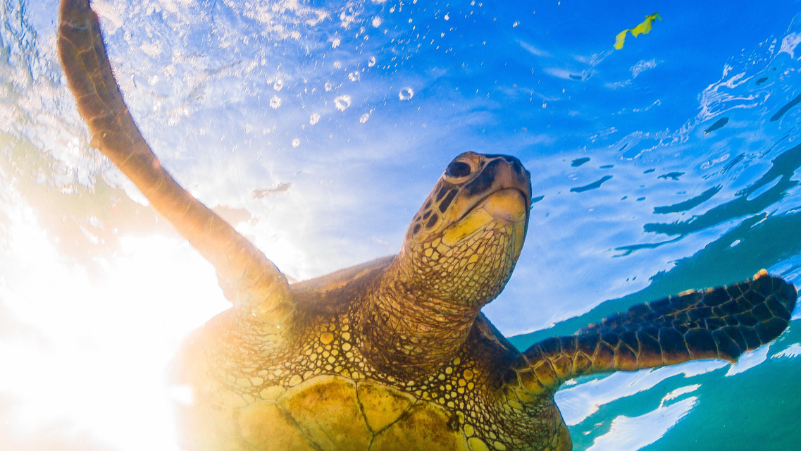 Sea Turtle Nesting Season Underway