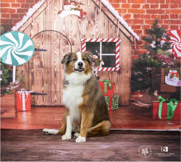 holiday pet photos gallery from surfside farmers market