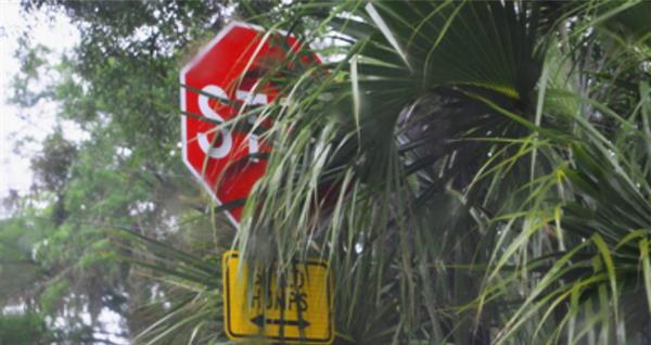 stop sign partially blocked by palm fronds