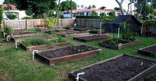surfside-urban-community-garden